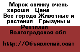 Марск свинку очень хароши › Цена ­ 2 000 - Все города Животные и растения » Грызуны и Рептилии   . Волгоградская обл.